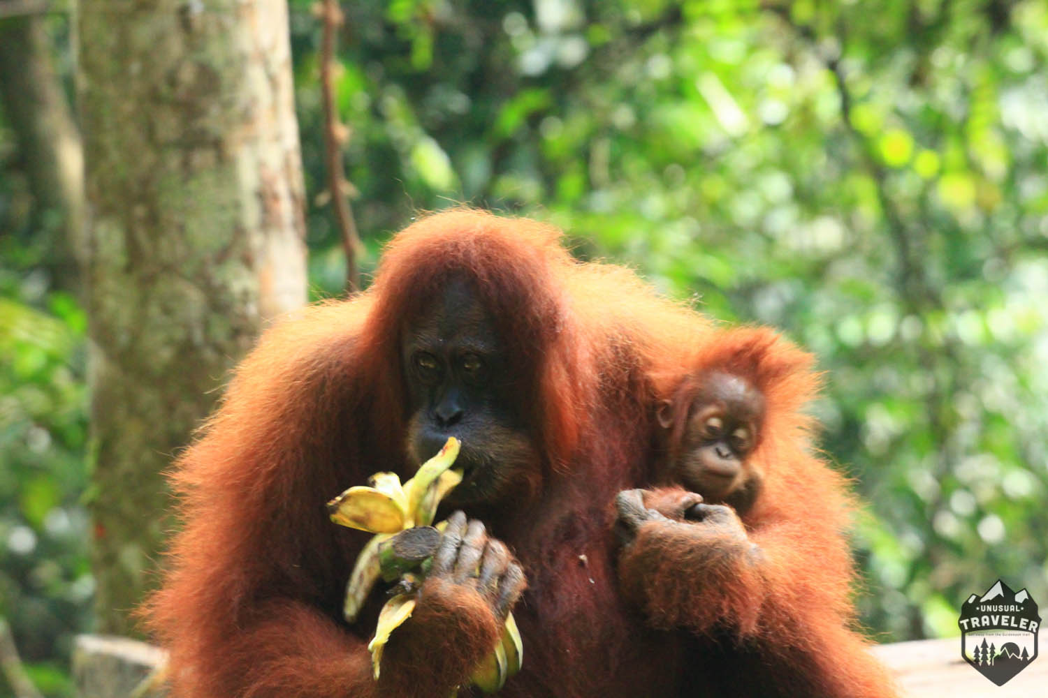 Taman Nasional Di Indonesia